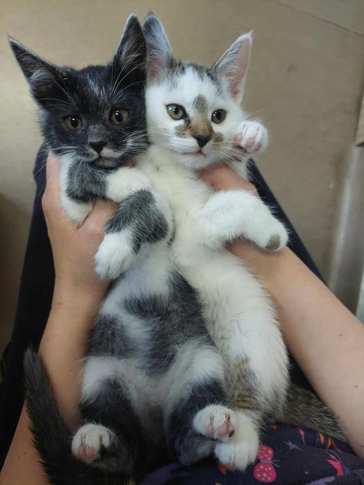 Ola i Pola - dwie, zdrowe, radosne kotki kocięta szukają domu