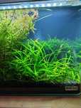 Sagittaria subulata - roślinka akwariowa