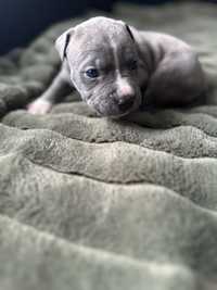 American Staffordshire Terrier