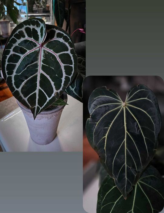 Siewki Anthurium crystallinum Rv X Black Widow x Red Velvet Cake