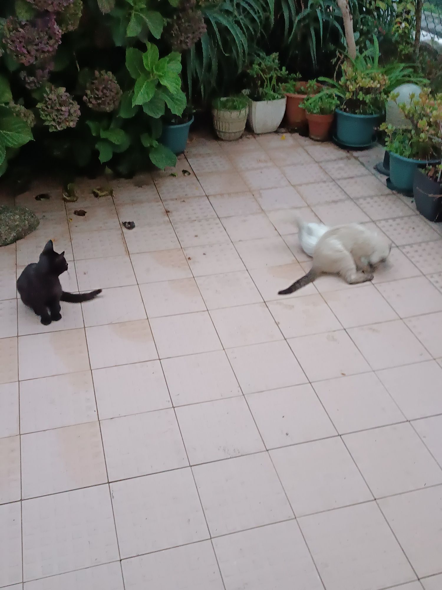 Gatinhos para uma Adoção Responsável