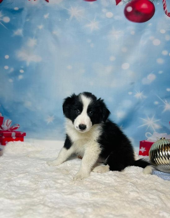 szczeniak  Border Collie ZKwP (FCI) czarno-biały Rezerwacja