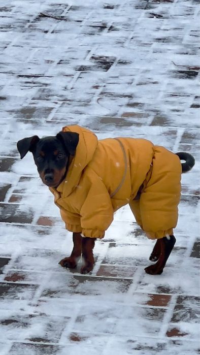 Зимовий комбінезон для собак