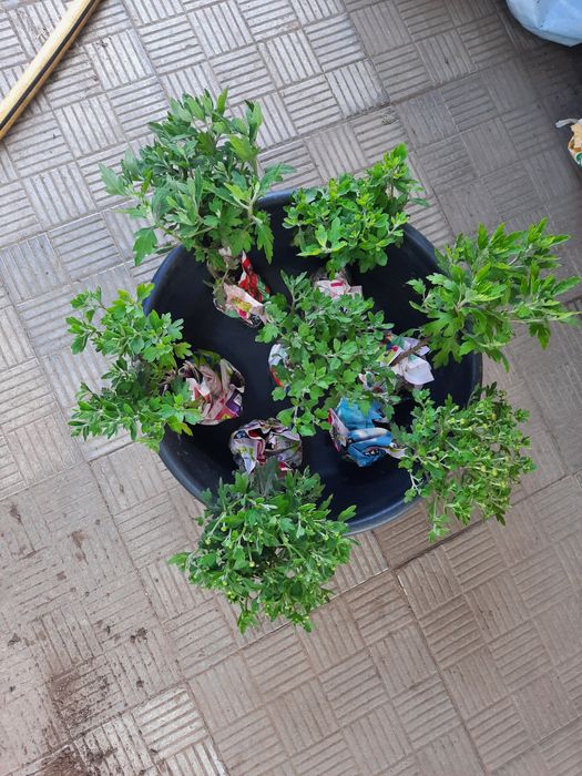 Хризантема великий вибір. хоста, бересклет, ромашка