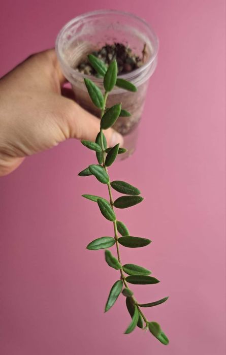 Hoya engleriana