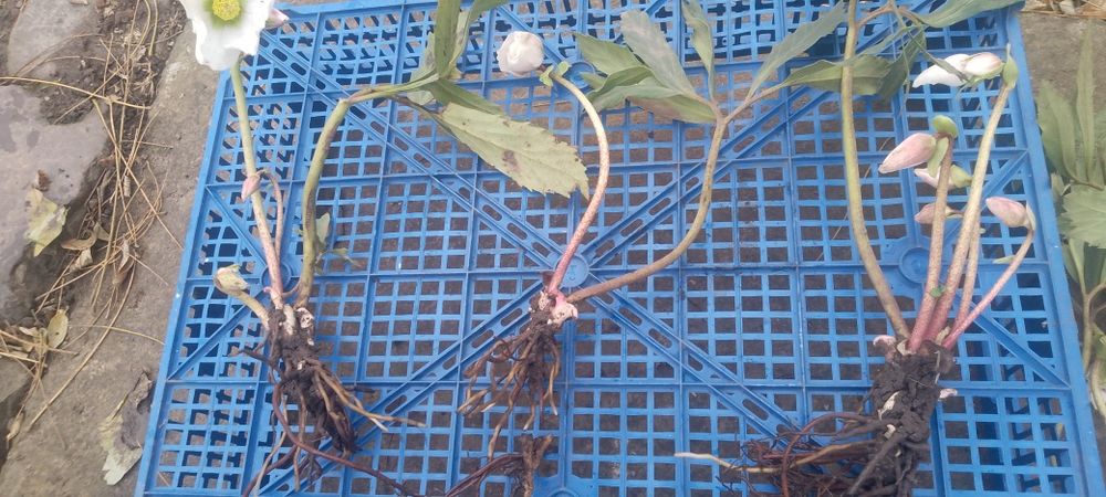 Прдам саджанці морозника