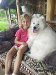 Samoyed samojed Związek Kynologiczny FCI piesek