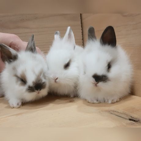Карликовые миниатюрные декоративные торчеухие и вислоухие мини кролики