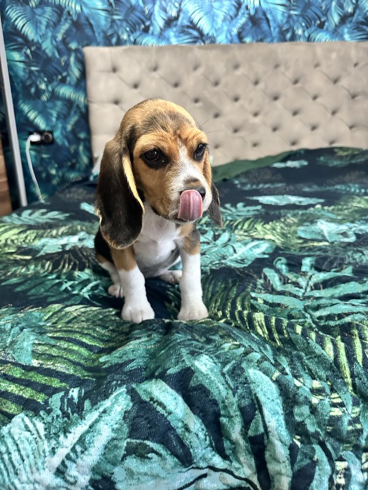 Suczka beagle gotowa do odbioru z Rodowodem