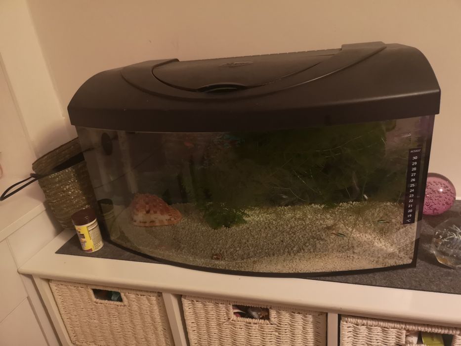Akwarium na rybki z oświetleniem panoramiczne