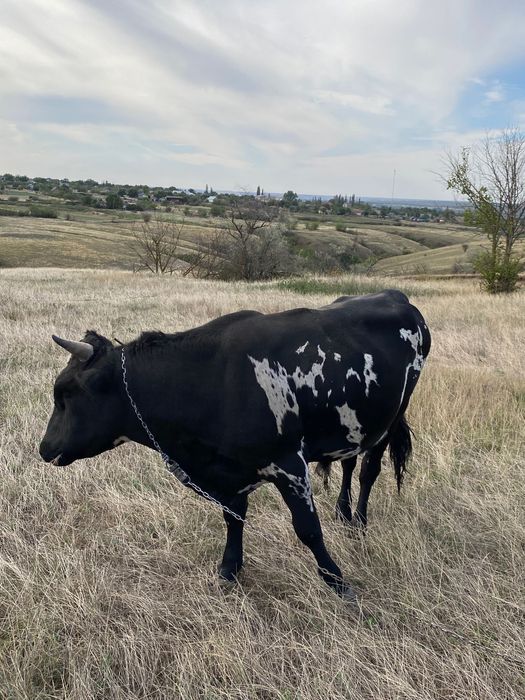 Продам бика. Ціна договірна. Продам быка. Цена договорная