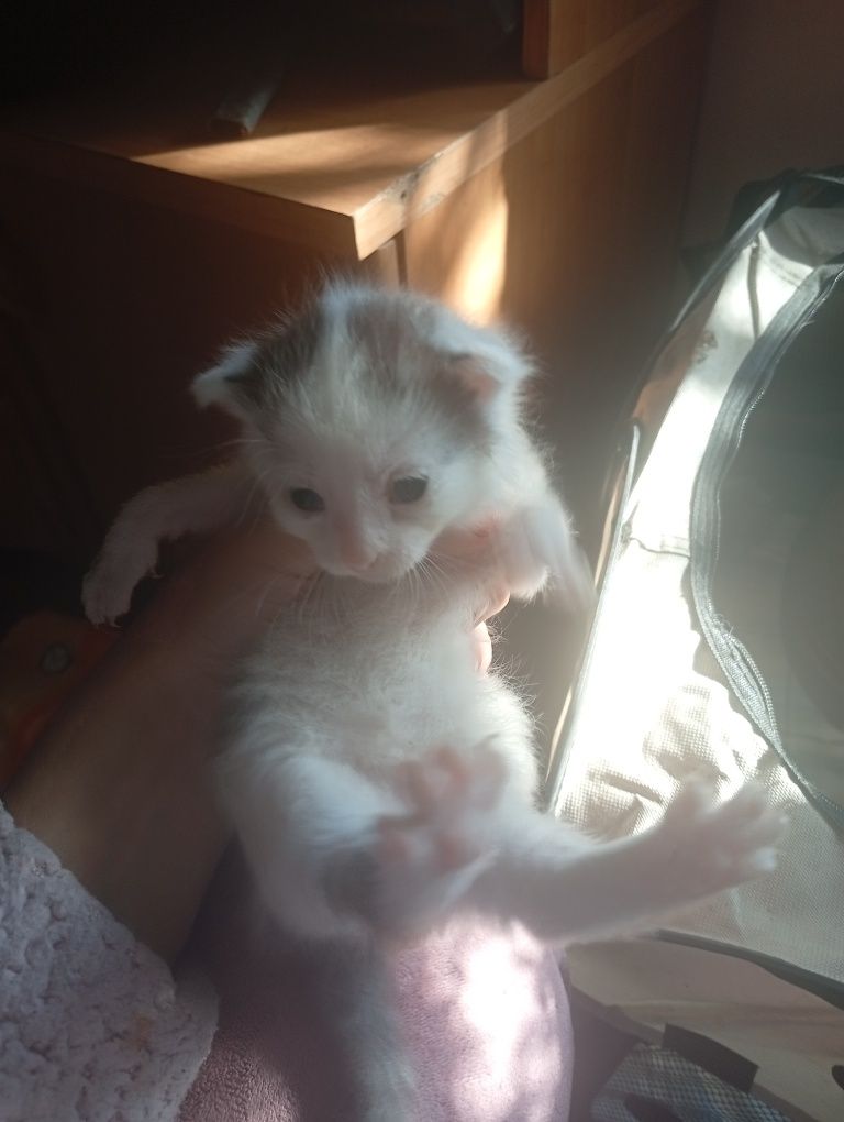 Mam do wydania 2 kotki
