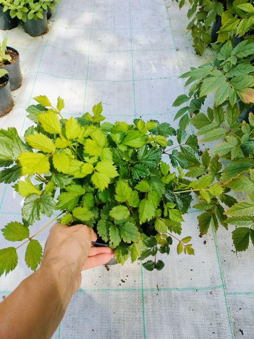 Tawułka chińska Pumila fioletowa duża sadzonka XXL