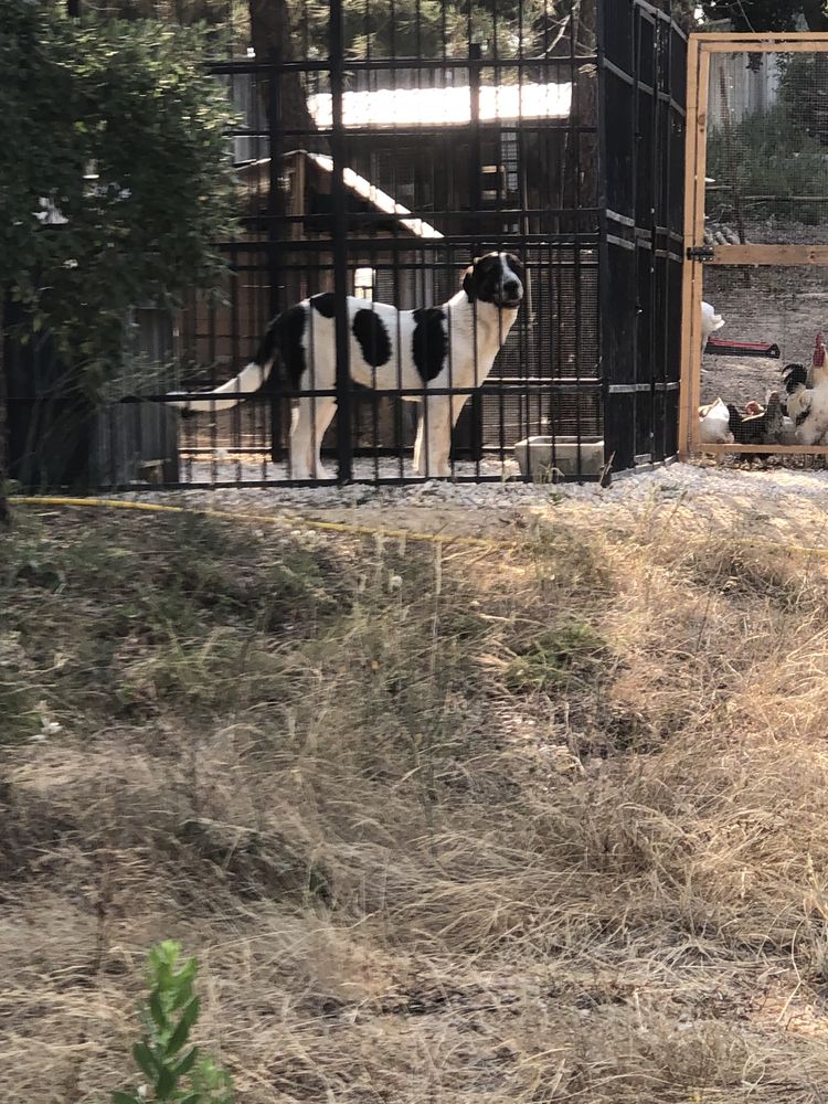 Dá-se Cão de Gado Transmontano
