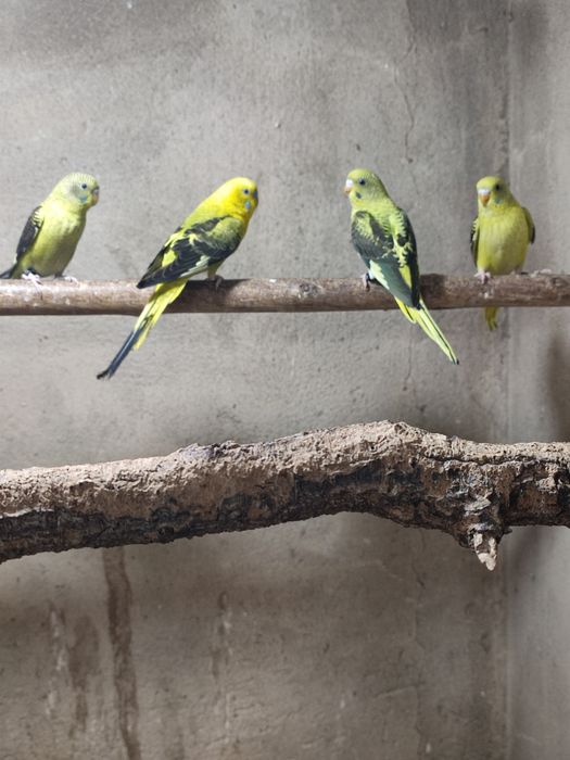 Piriquitos asas negras opalinos