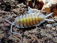 Porcellio bolivari yellow ghost Isopody/hiszpańskie/egzotyk