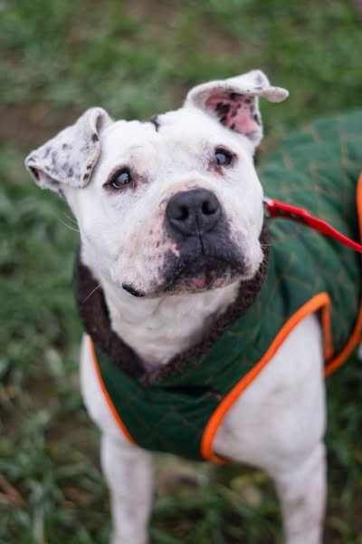 Porzucona i zaniedbana Lady szuka domku