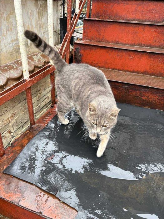 Віддам котика в добрі руки