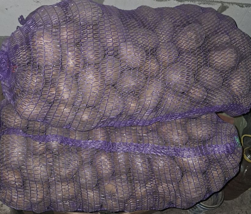 Картопля домашняя Андретта