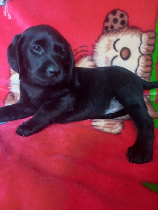 Цуценята лабрадори