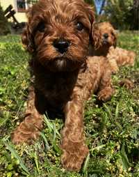 Cavapoo chlopak do rezerwacji