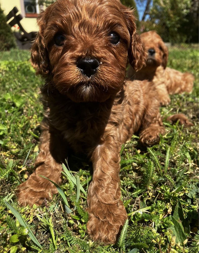 Cavapoo chlopak do rezerwacji