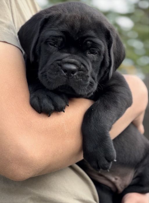 Продам щенков Кане Корсо