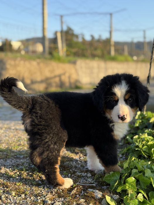 Boiadeiro de Berna / Bouvier Bernois / Bernese Mountain Dog