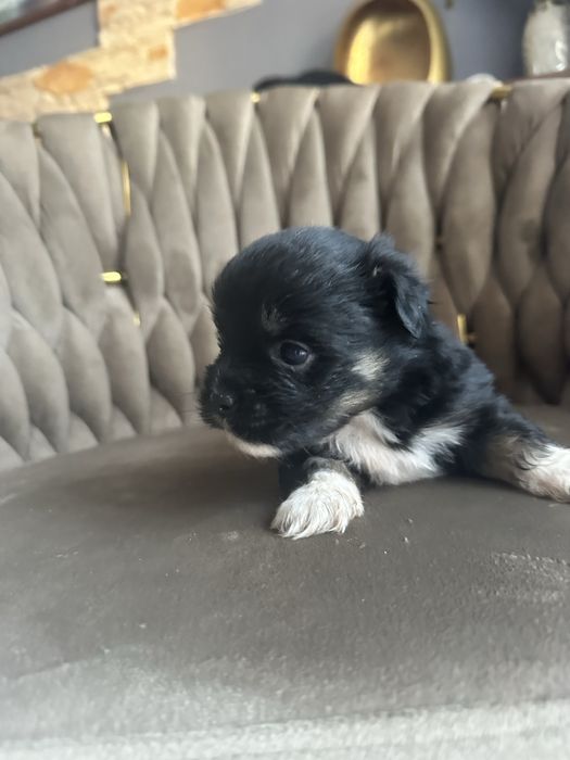 Pieski mieszańce Shih Tzu