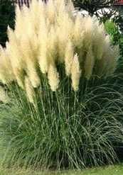 Trawa Pampasowa Biała 130 cm–Wysoka Trawa Ozdobna do Ogrodu, Tarasu 2L