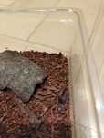 sprzedam skorpiony- Janalychas Tricerinatus
