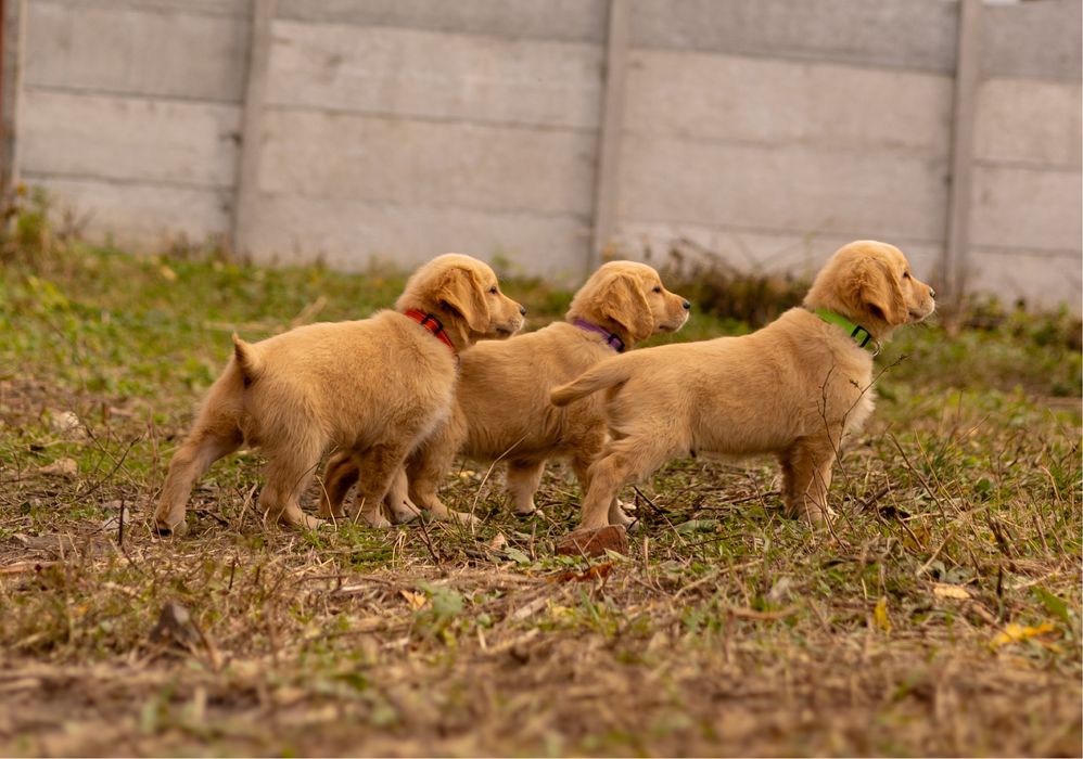 Щенки золотистого ретривера – дети чемпионов!