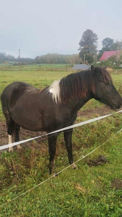 Sprzedam ogierka rasy huculskiej