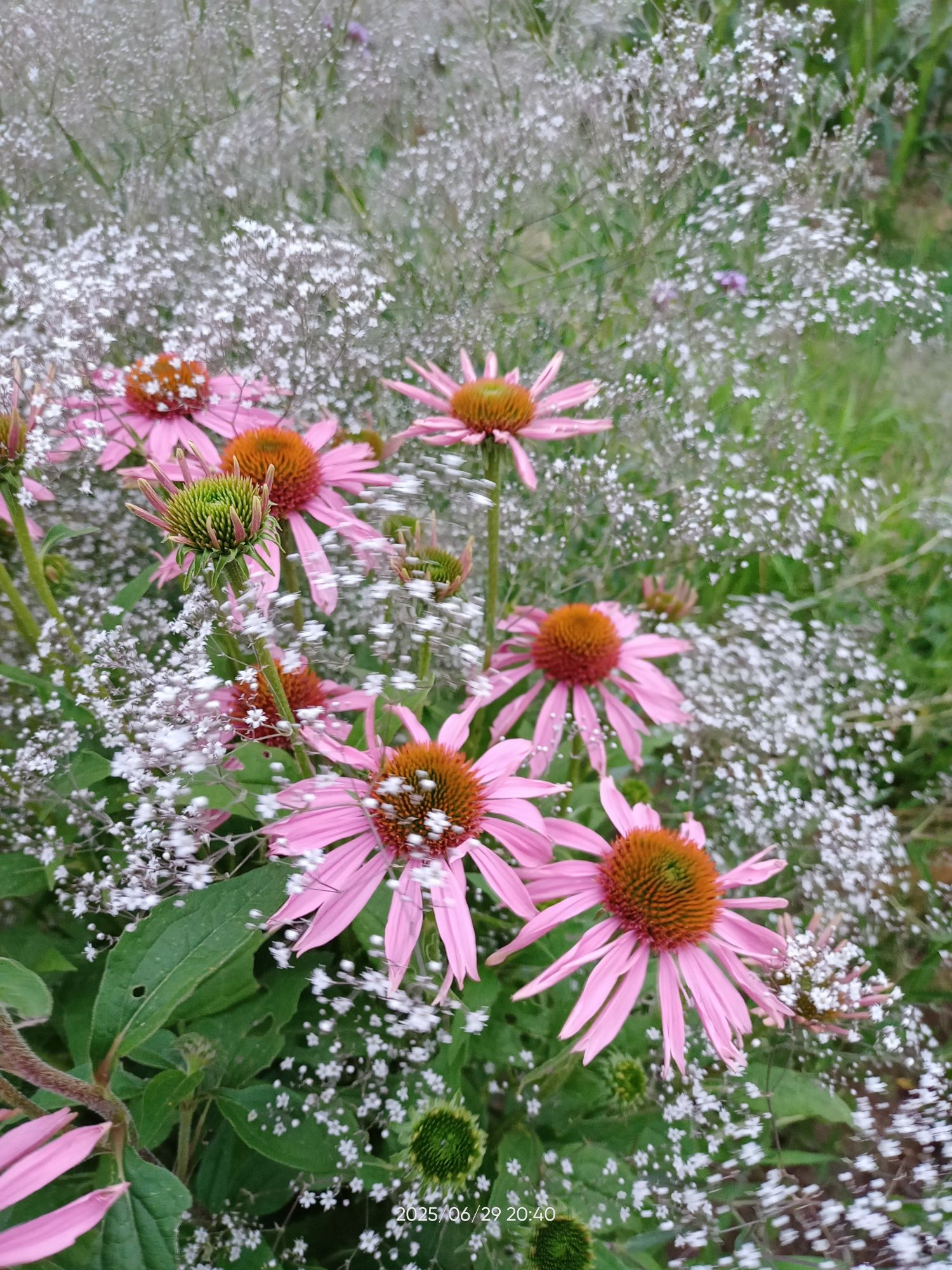 Sadzonki stipa jeżówka rezerwacja