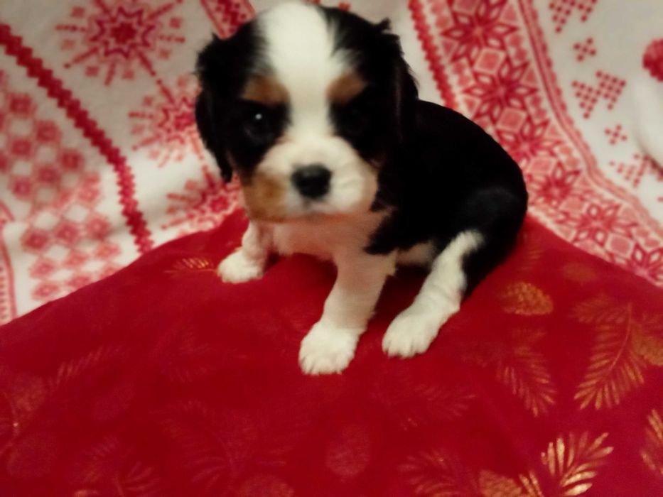 Pieski sunia cavalier king charles spaniel