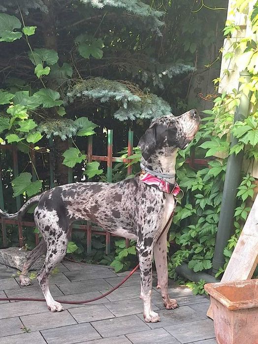 Dog niemiecki merle Luiza