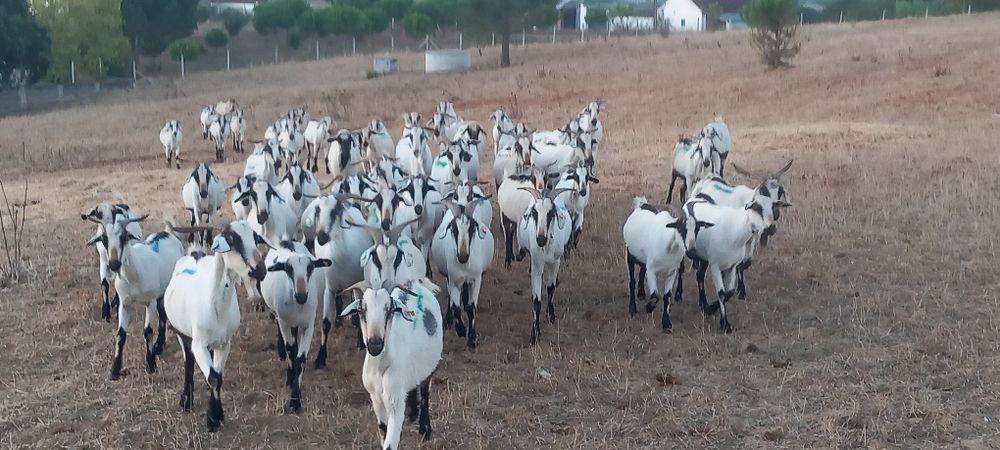 Rebanho de cabras Serpentinas Puras novas e boas
