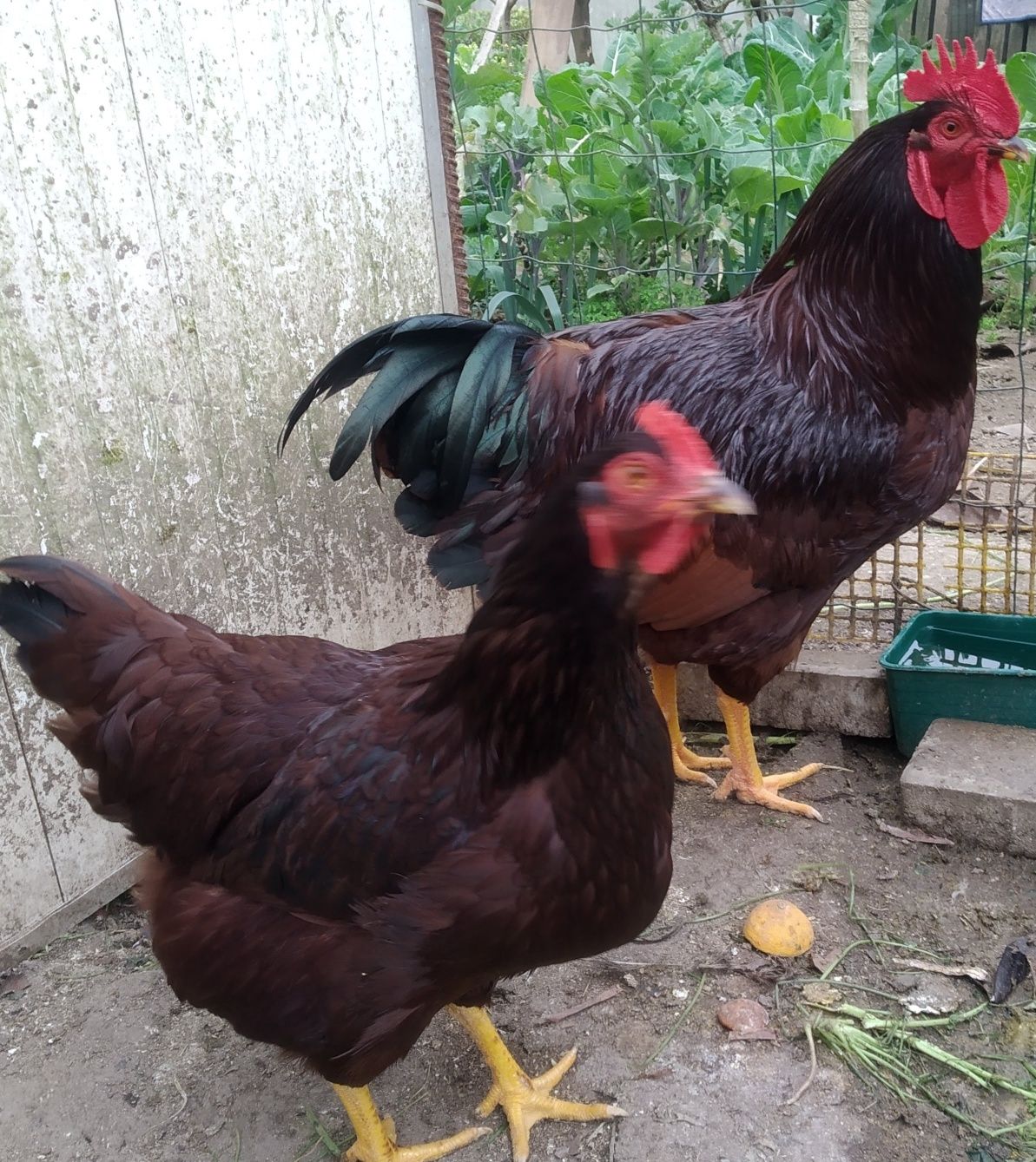 Ovos Galados  de Galinha de Várias Raças
