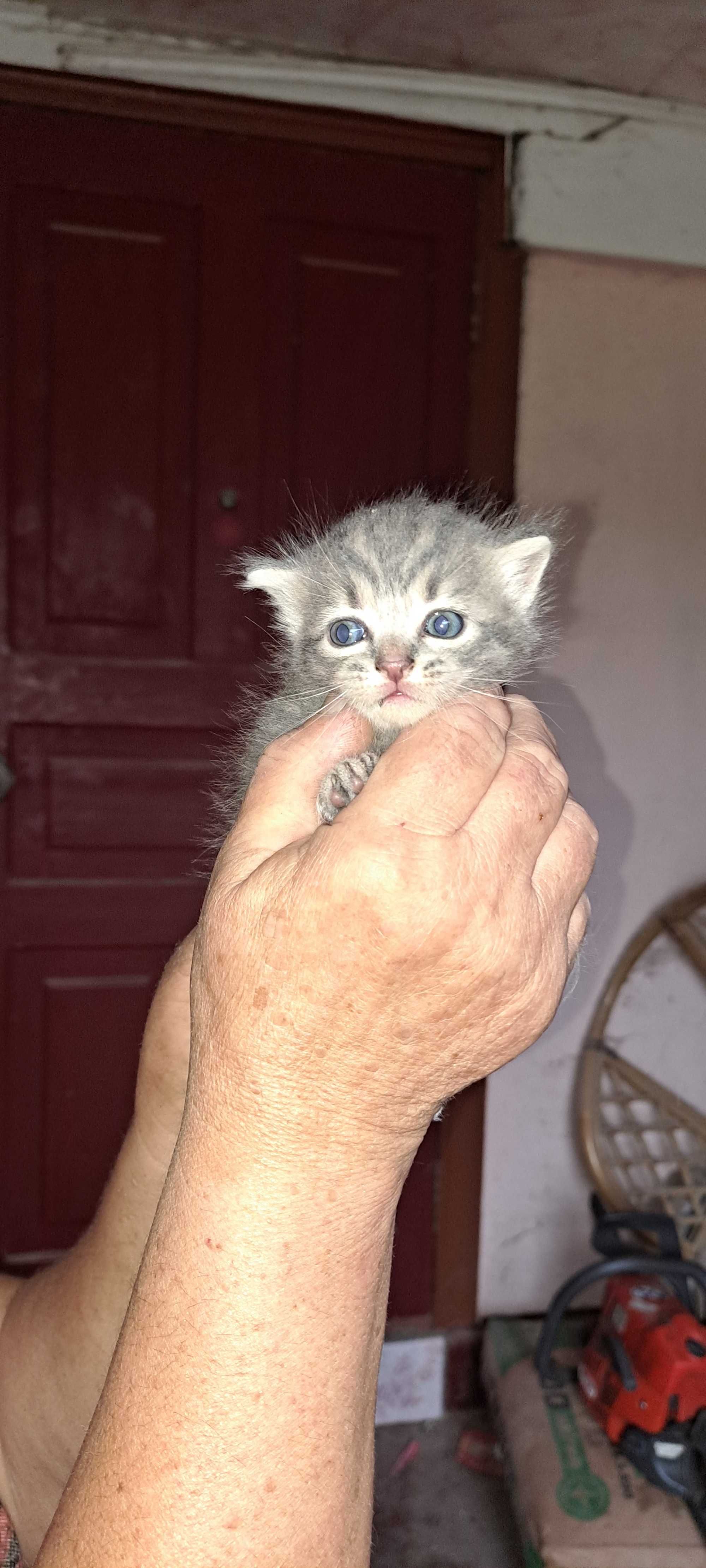 Кошинята Британці 1,5місяця.Шукають люблячу родину.