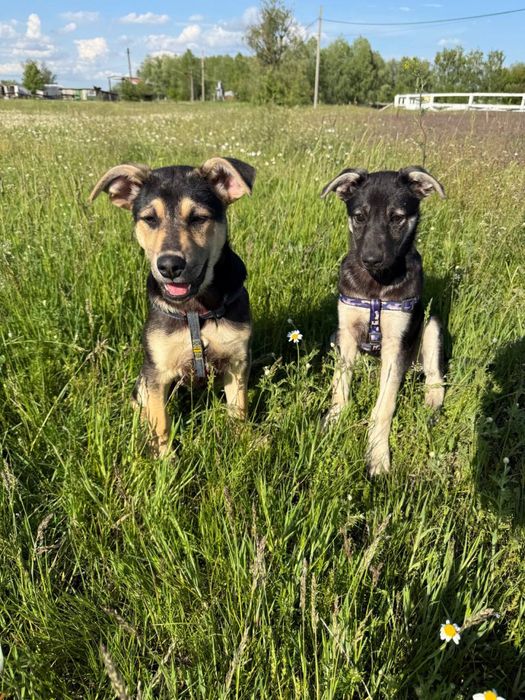 Щенята у пошуку родин