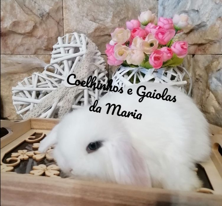 KIT Coelhos Anões, Mini Toy, Holandêz, Tedy, Coelhinho Mini Lop Belier