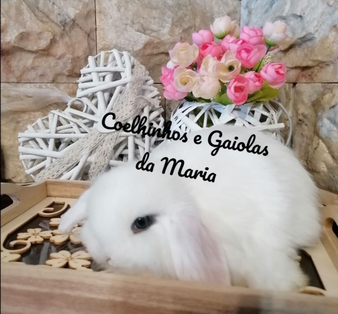 KIT Coelhos Anões, Mini Toy, Holandêz, Tedy, Coelhinho Mini Lop Belier