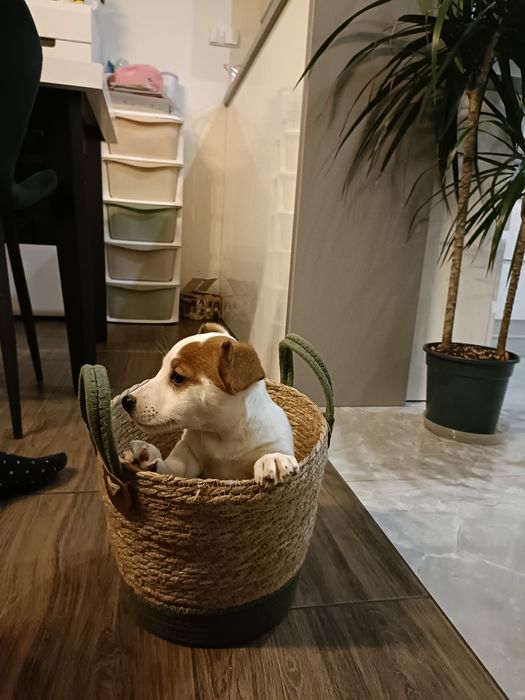 Piesek Jack Russell Terrier szczeniak szczeniaki