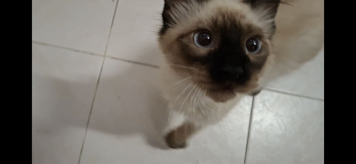 Gatinho siamês para adoção