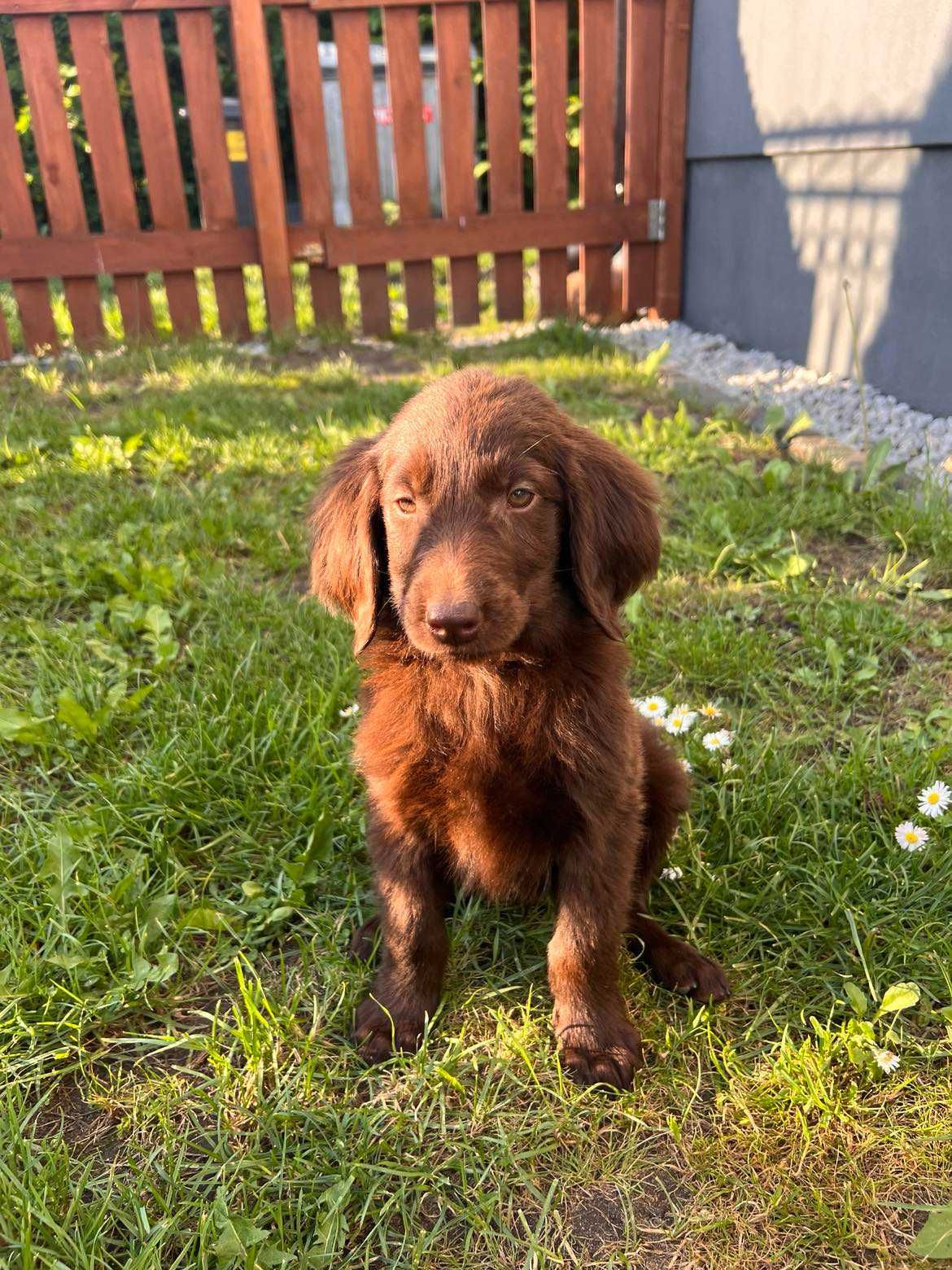 Flat Coated Retriever FCI gotowy do odbioru.