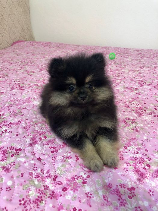 Lulu da Pomerânia Macho Mini