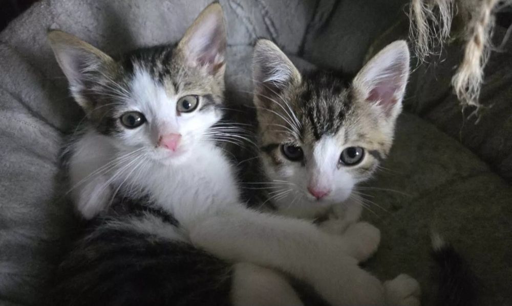 Simba i Nala niezwykłe kotki do adopcji