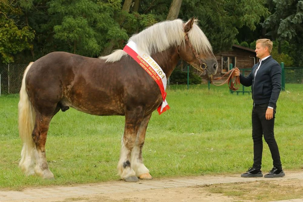 Sprzedam ogiera zimnokrwistego sokolski