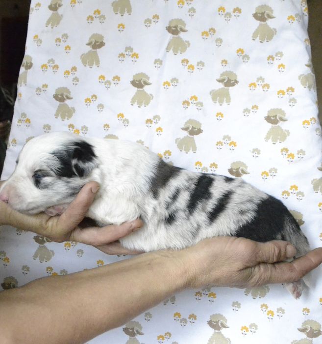 Цуценята Бордер Колли КСУ