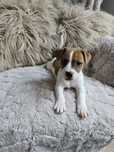 Jack Russell terrier